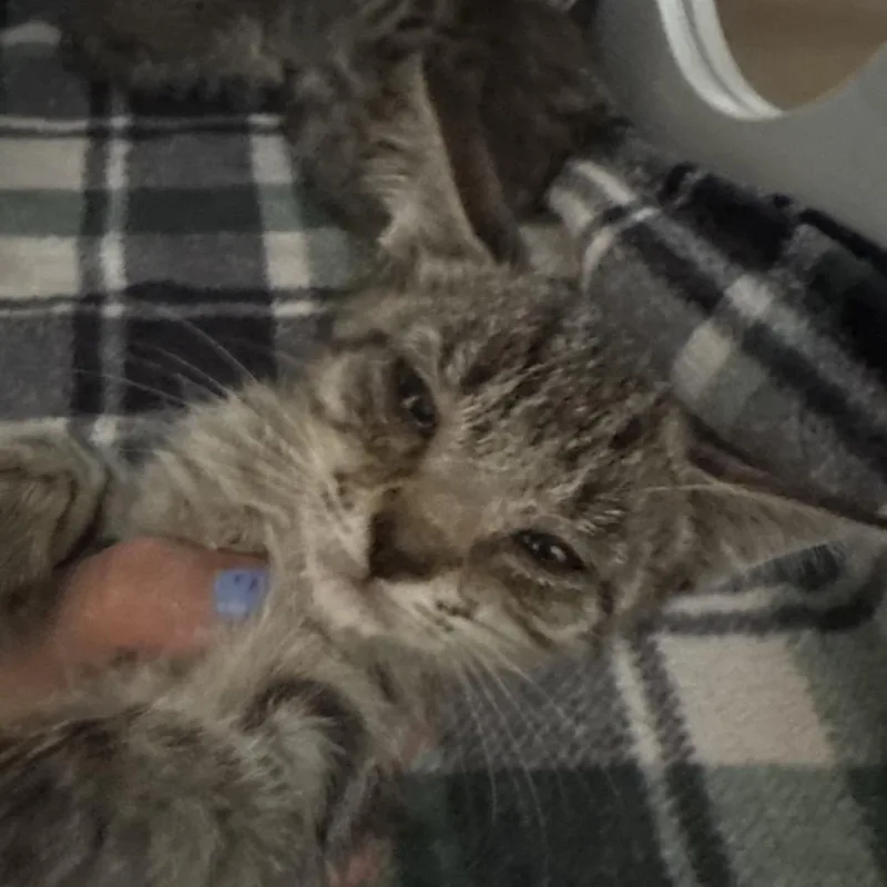 A baby small-sized female Gray / Blue / Silver Domestic Short Hair cat named Scflstray____ for adoption in Lake Panasoffkee, FL