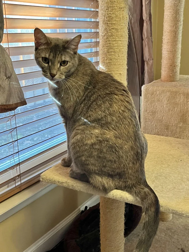 An adult small-sized female Domestic Short Hair cat named Barbie for adoption in Eureka, MO