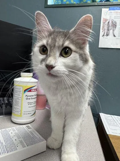 An adult small-sized female Domestic Long Hair cat named Nala for adoption in Shawano, WI