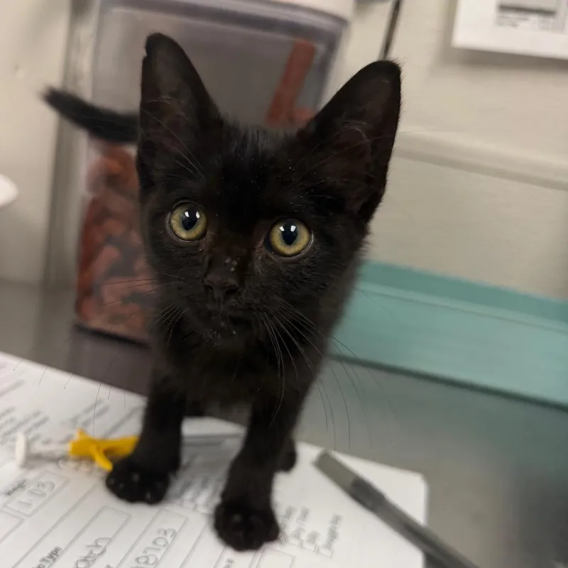 A baby small-sized male Black Domestic Short Hair cat named Lord Tootsie The rd for adoption in Columbiana, AL