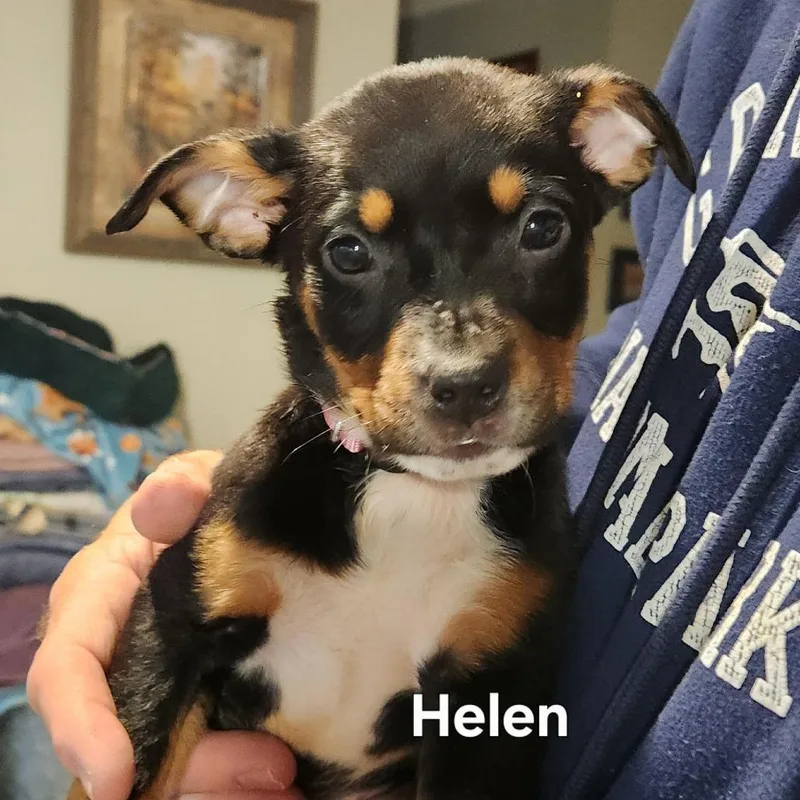 A baby medium-sized female Black Shepherd dog named Helen for adoption in Normal, IL