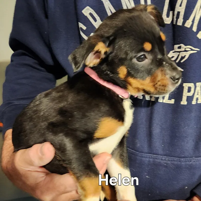 Helen thumbnail 3