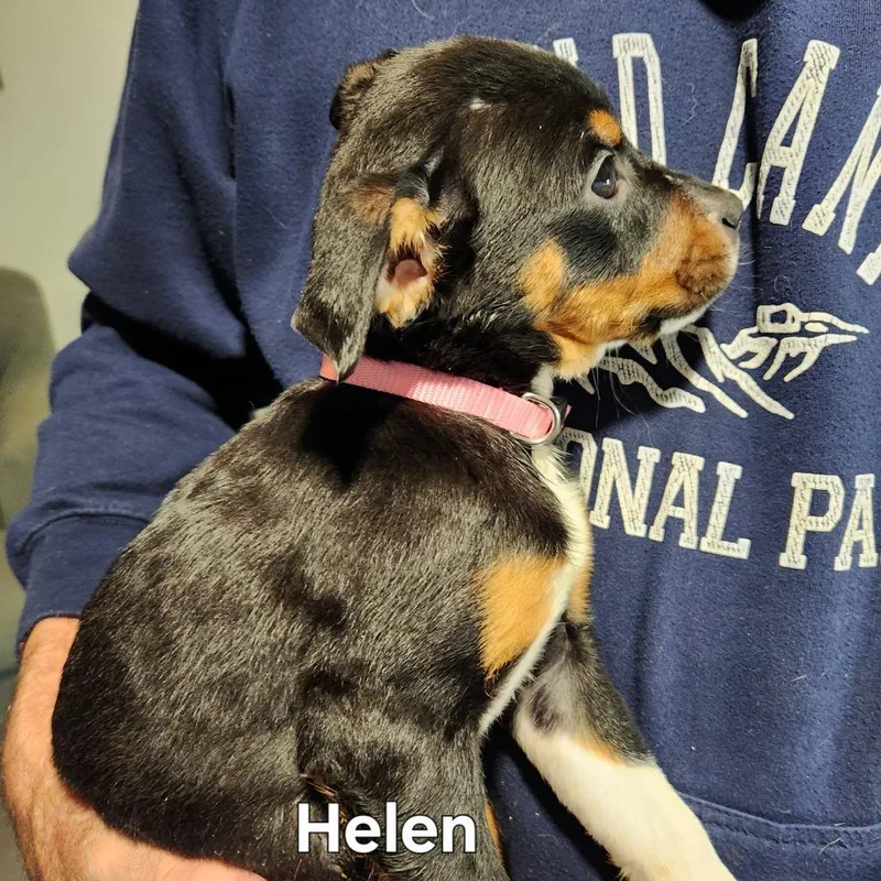 Helen thumbnail 4