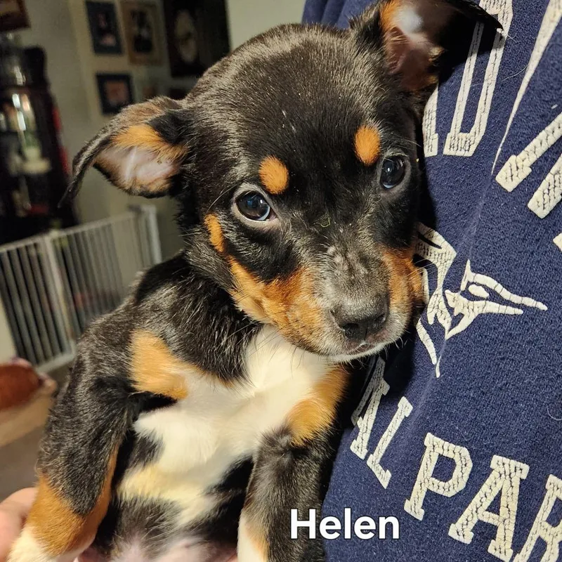 Helen thumbnail 5