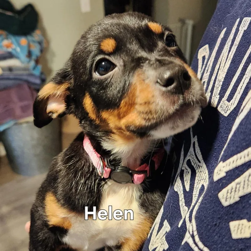 Helen thumbnail 6