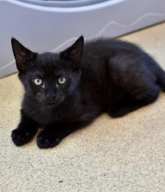 A young medium-sized male Domestic Medium Hair cat named Peppered for adoption in Marietta, GA