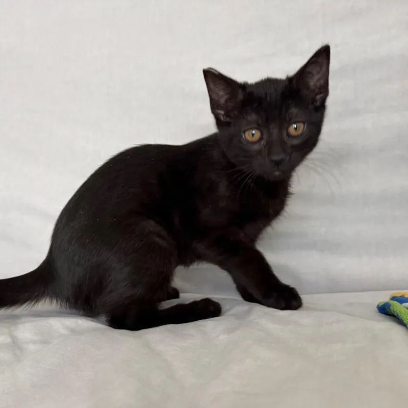 A baby medium-sized female Black Domestic Short Hair cat named Igloo for adoption in Los Angeles, CA