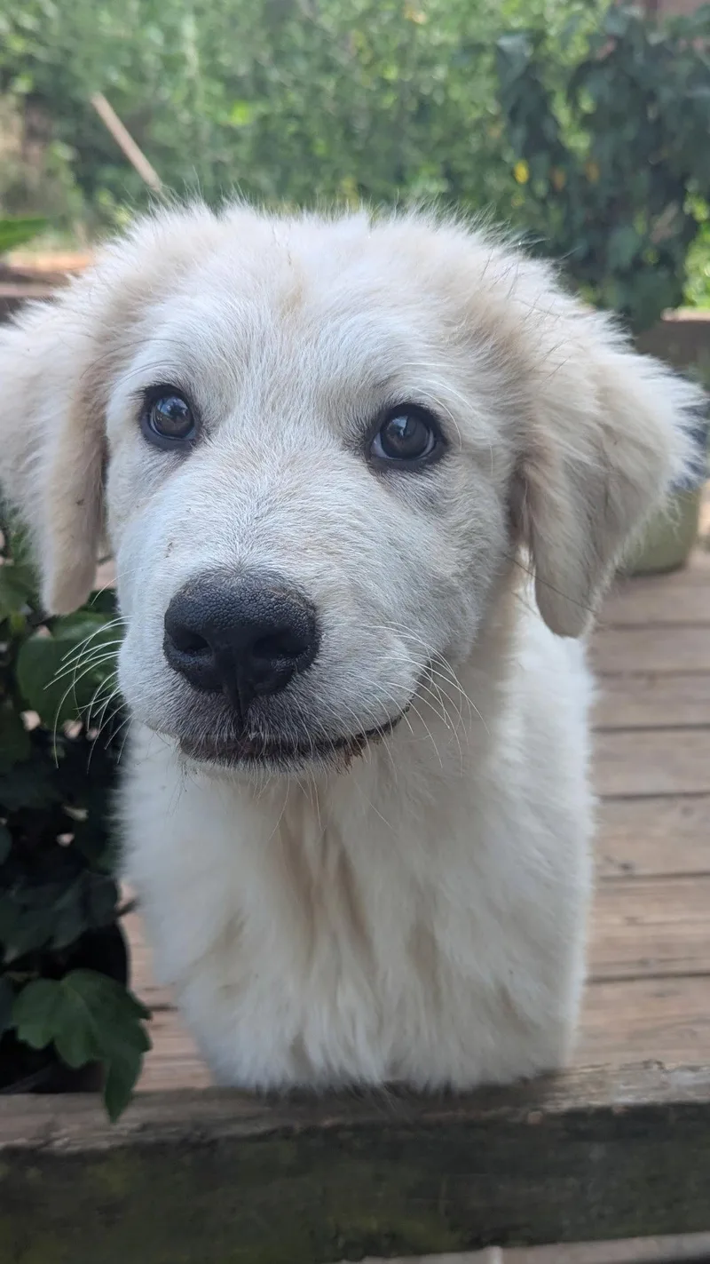 A baby extra large-sized female Great Pyrenees dog named Charlotte for adoption in Croydon, NH