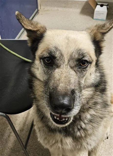 An adult large-sized female Black Shepherd dog named Sugar URGENT for adoption in Thousand Oaks, CA