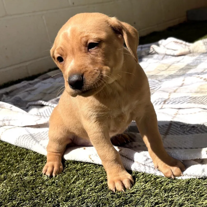 A baby medium-sized female Yellow / Tan / Blond / Fawn Mixed Breed dog named Carolinia for adoption in LOXAHATCHEE, FL