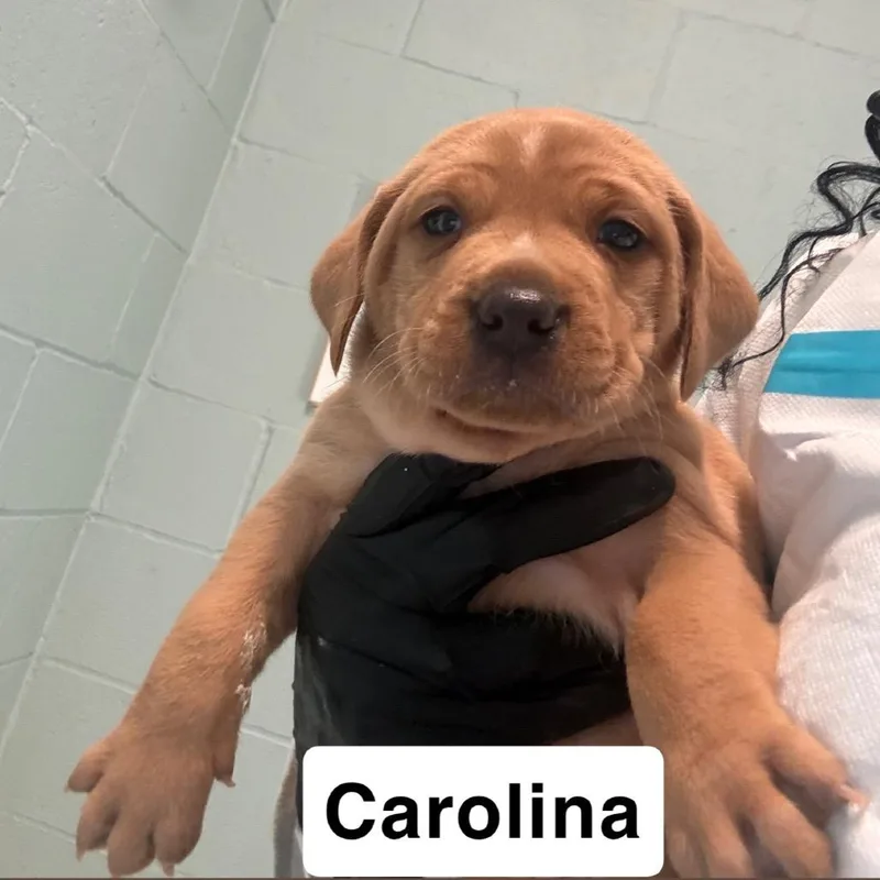 Carolinia thumbnail 2