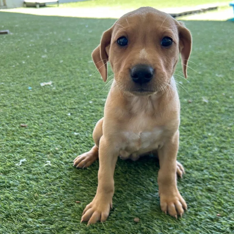 Carolinia thumbnail 3