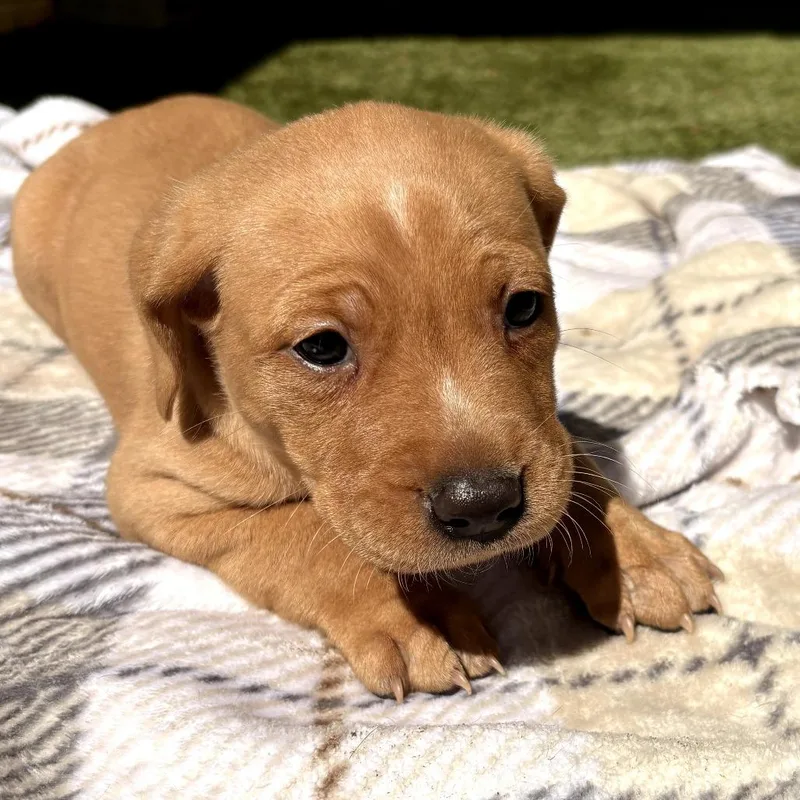 Carolinia thumbnail 4