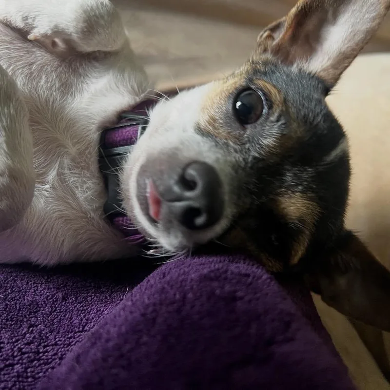 An adult small-sized male White / Cream Chihuahua dog named Zach for adoption in Blair, WI