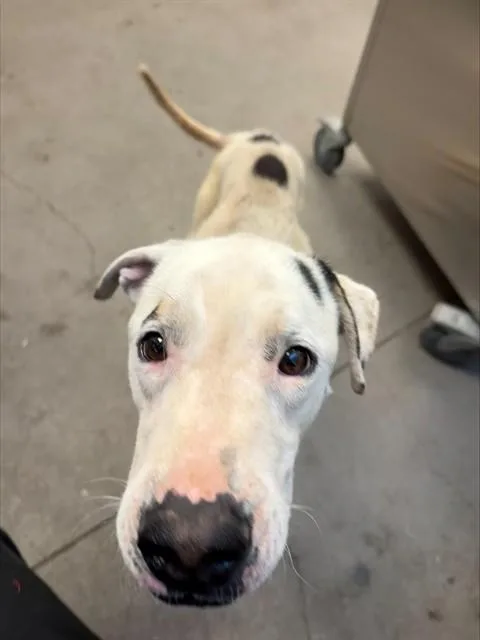 A young large-sized male Pit Bull Terrier dog named Spotty for adoption in Tucson, AZ