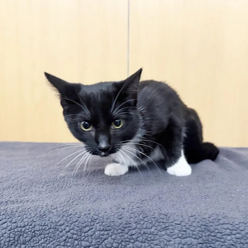 A baby medium-sized female Black Domestic Short Hair cat named Boots for adoption in Saint Louis, MO