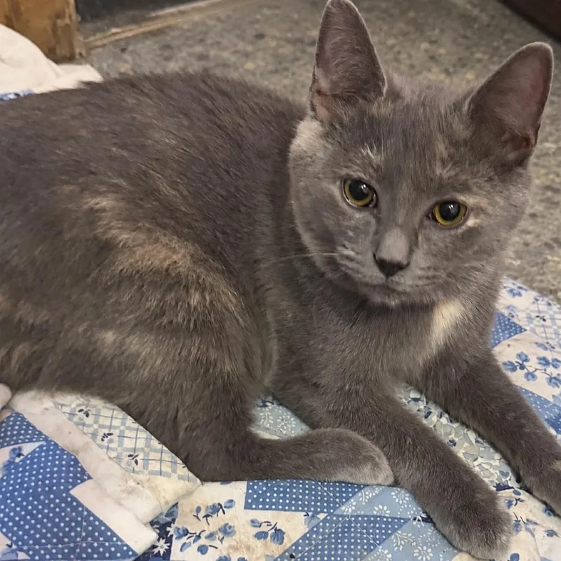 A young small-sized female Domestic Short Hair cat named Bat for adoption in Hopewell, VA