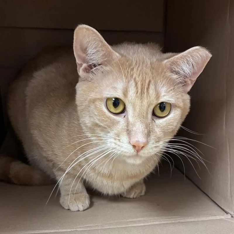 An adult large-sized male Orange / Red Domestic Short Hair cat named Shark for adoption in Lakeland, FL