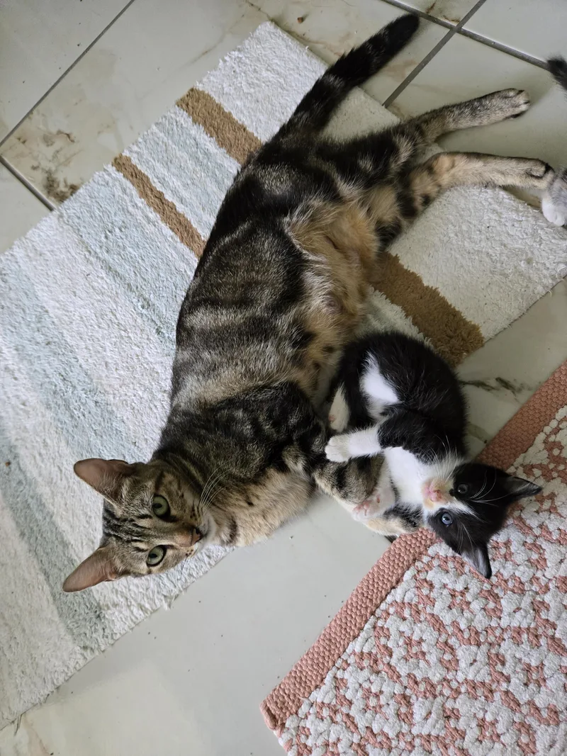 An adult medium-sized female Tabby (Brown / Chocolate) Domestic Short Hair cat named Moma for adoption in Tyler, TX
