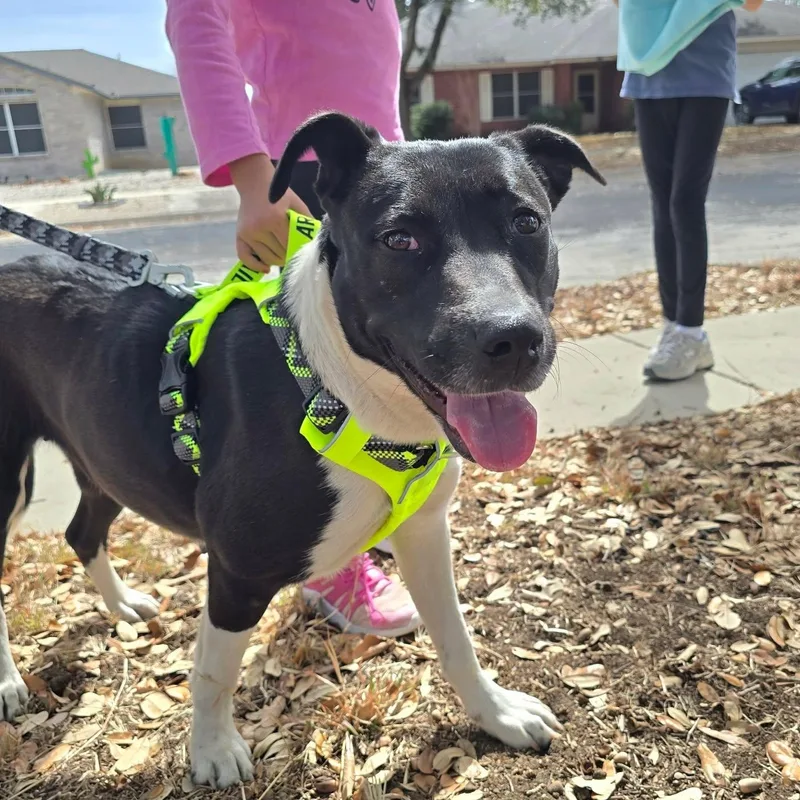 A young medium-sized female Black Labrador Retriever dog named Penny for adoption in San Antonio, TX