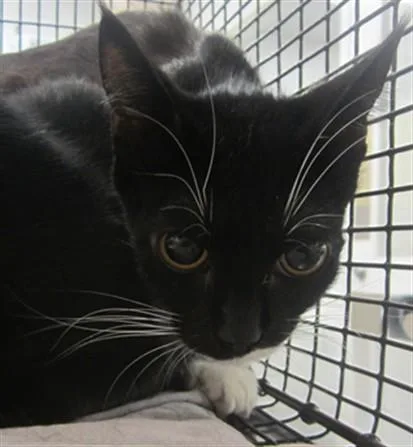 A young small-sized female Domestic Short Hair cat named Chanel for adoption in Los Angeles, CA