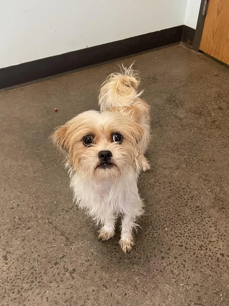 An adult small-sized female Mixed Breed dog named Cookie Cutter for adoption in Mishawaka, IN