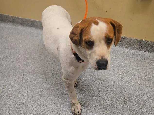 An adult small-sized female Beagle dog named Queenie for adoption in Tustin, CA