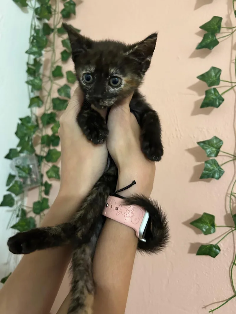 Bootiful thumbnail 2