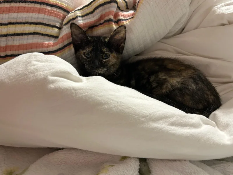 Bootiful thumbnail 4