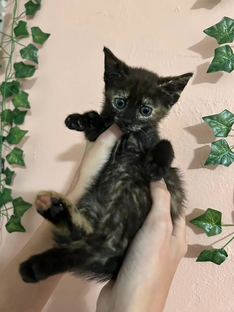 Bootiful thumbnail 3