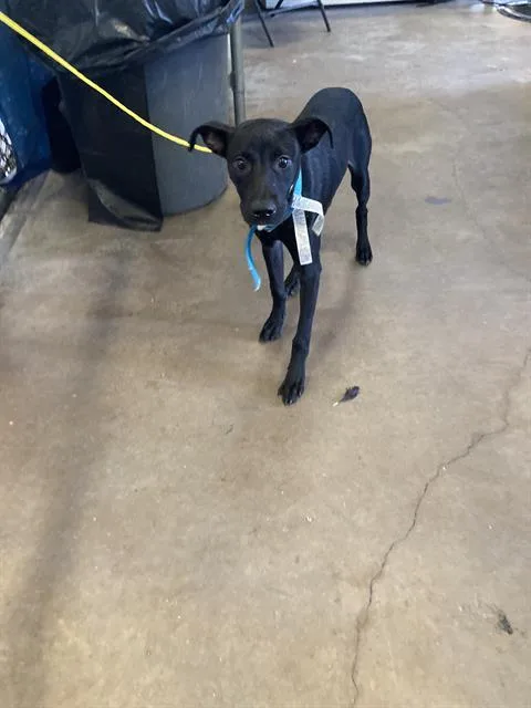 A young small-sized female Mixed Breed dog named Lucy for adoption in Dallas, TX