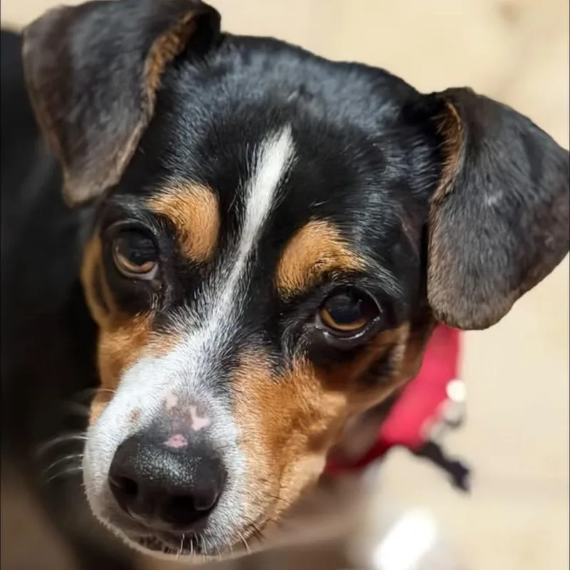 An adult medium-sized male Tricolor (Brown, Black, & White) Jack Russell Terrier dog named Tuck for adoption in Bristol, TN
