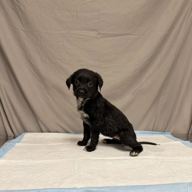 A baby small-sized female German Shepherd Dog dog named Flower for adoption in Agoura, CA