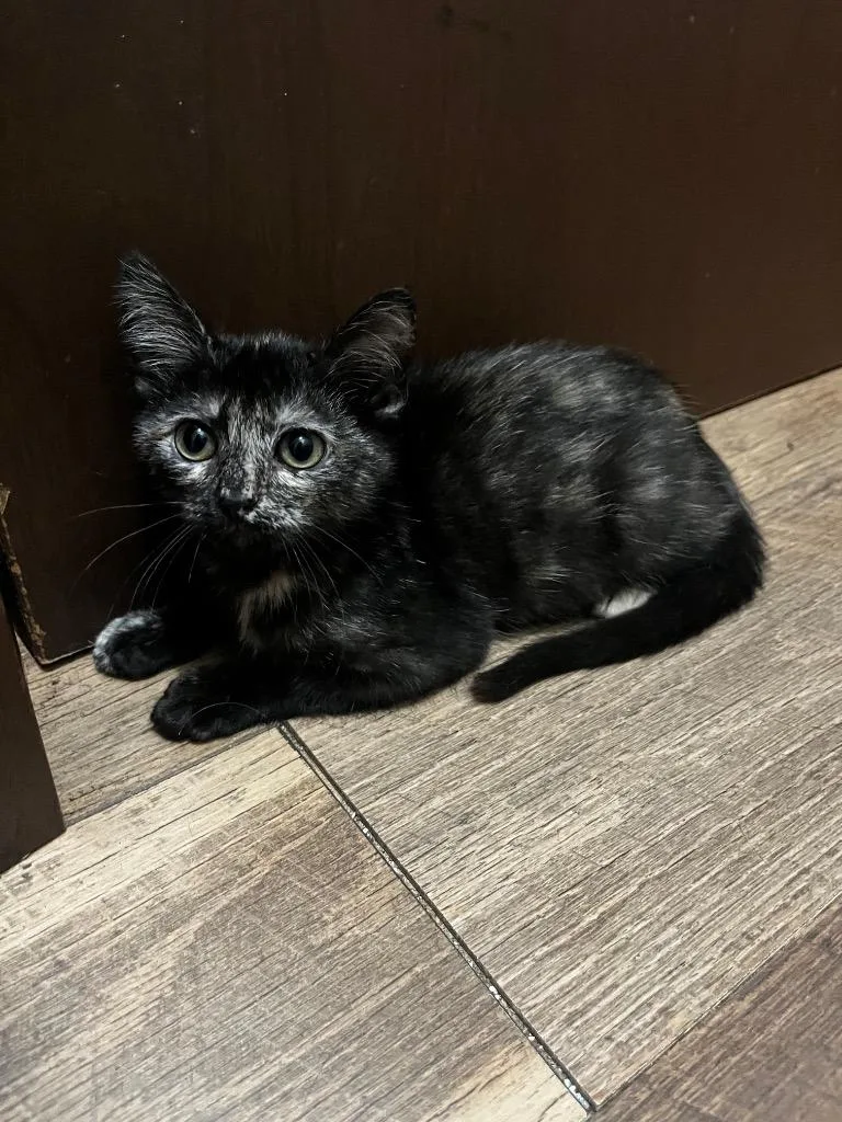 A baby large-sized female Domestic Short Hair cat named Storm for adoption in Nacogdoches, TX