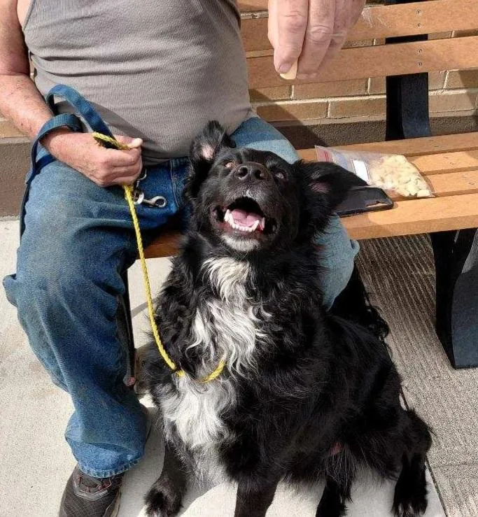 An adult medium-sized male Black Labrador Retriever dog named Sammy for adoption in Goldendale, WA