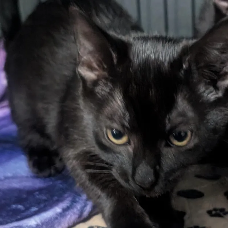 A baby small-sized female Black Domestic Short Hair cat named Cinder for adoption in Jefferson city, TN