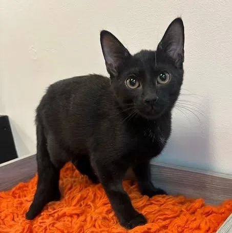 A baby medium-sized male Black Domestic Short Hair cat named Bowie at Fat Cat for adoption in Tallahassee, FL