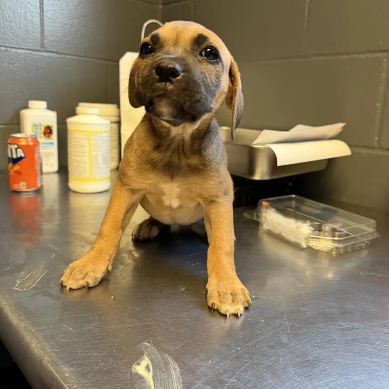 A baby small-sized female Yellow / Tan / Blond / Fawn Labrador Retriever dog named Tuscstray__ for adoption in Tuscaloosa, AL