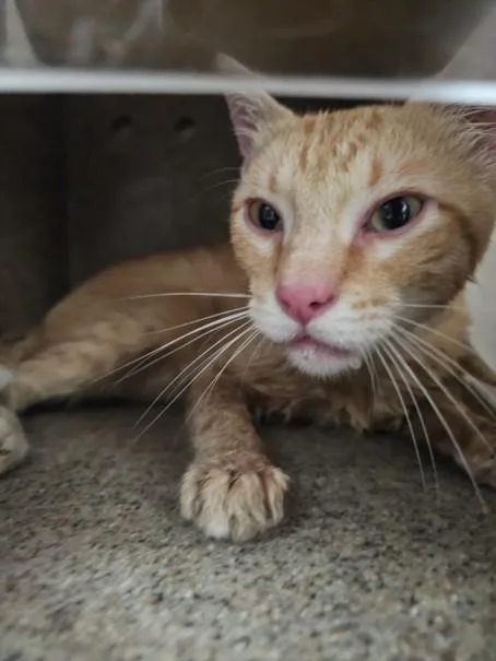 A young small-sized male Domestic Short Hair cat named Orange Guy for adoption in Los Angeles, CA
