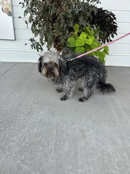An adult medium-sized male Pekingese dog named Luca for adoption in Fergus Falls, MN