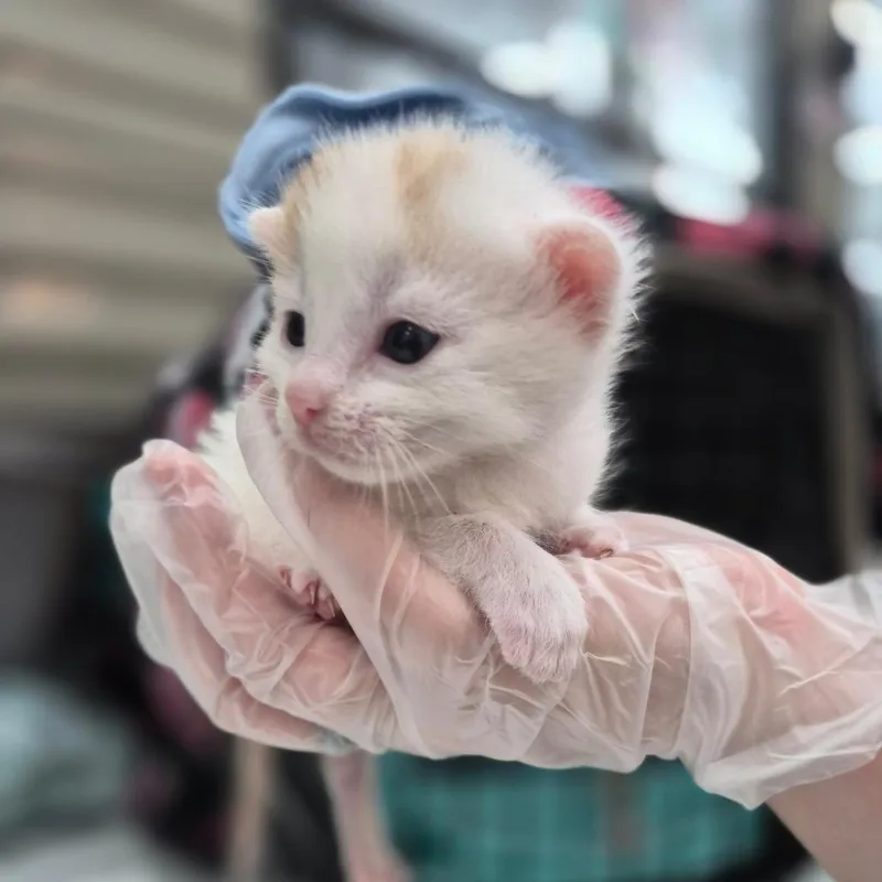 A baby small-sized male White Domestic Short Hair cat named Butterscotch for adoption in Bismarck, ND