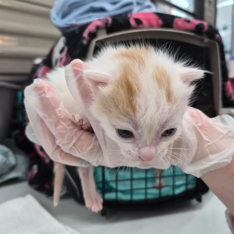 Butterscotch thumbnail 3