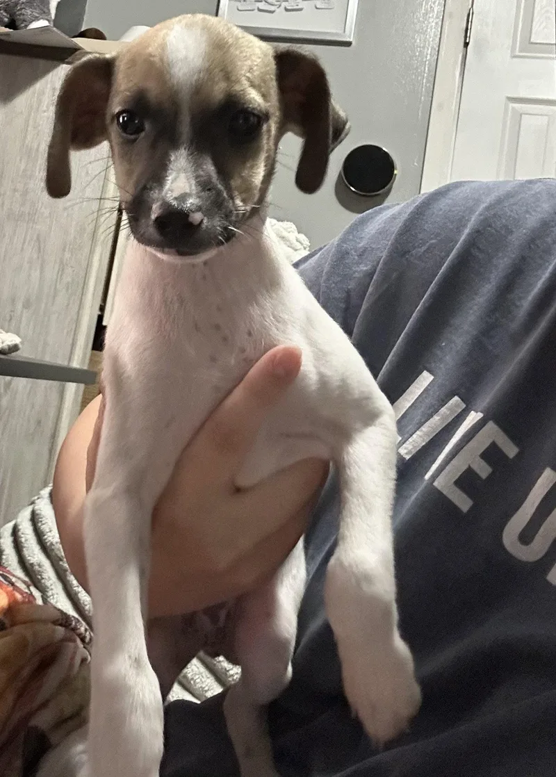 A young medium-sized male Terrier dog named Rusty for adoption in Columbus, IN