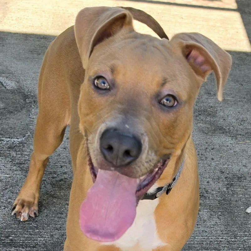A baby medium-sized male Pit Bull Terrier dog named Axle Playful Puppy for adoption in Meriden, CT