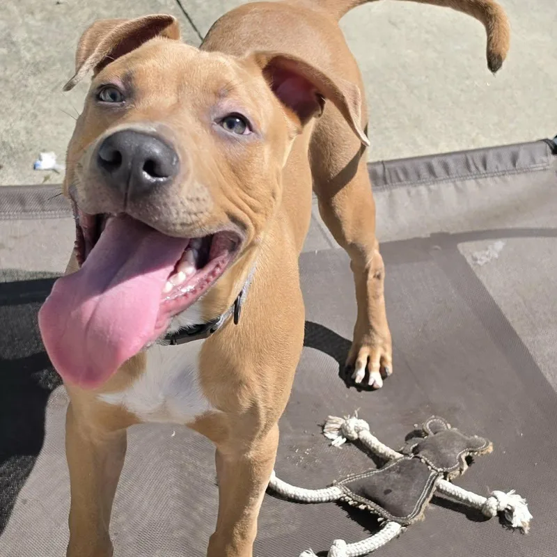 Axle  Playful Puppy thumbnail 2