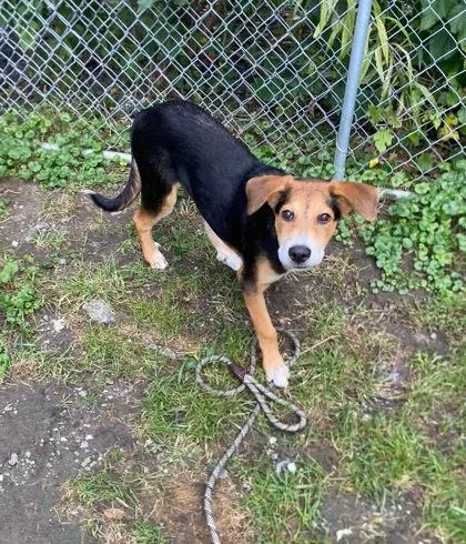 A baby medium-sized male Hound dog named Bowie for adoption in Hobart, IN