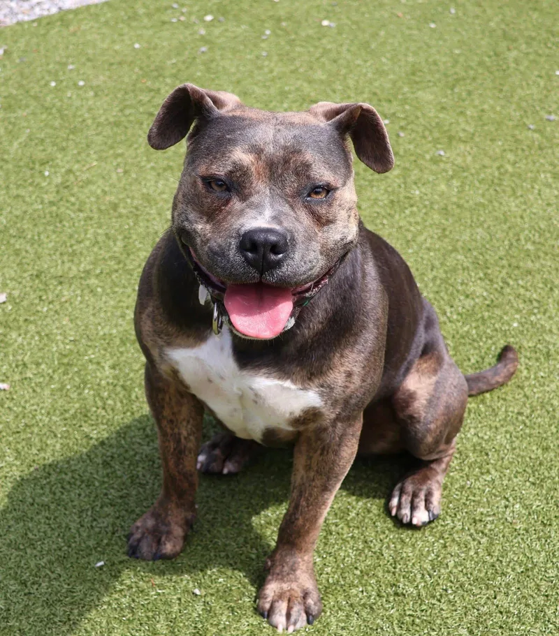 An adult large-sized female American Staffordshire Terrier dog named Tt Athens for adoption in Rockaway, NJ