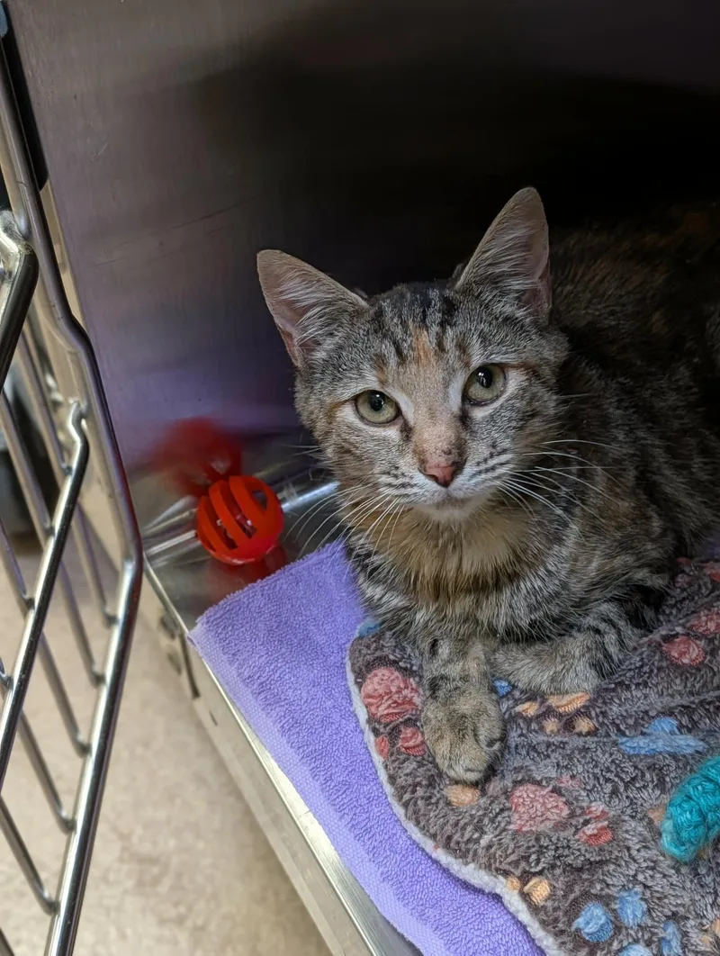 A baby medium-sized female Tabby (Tiger Striped) Domestic Short Hair cat named Latte for adoption in Chambersburg, PA