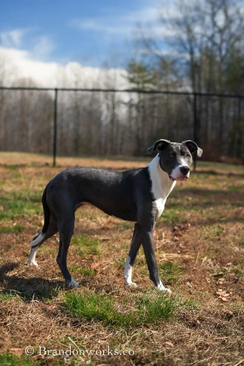 A young medium-sized female Gray / Blue / Silver Mixed Breed dog named Aqua for adoption in Stafford, VA