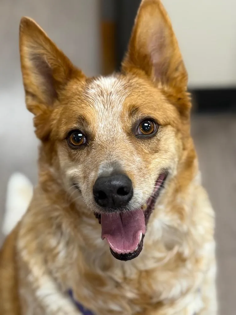 An adult medium-sized male Australian Cattle Dog / Blue Heeler dog named Colt for adoption in Gillette, WY